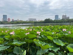 -莲花池公园