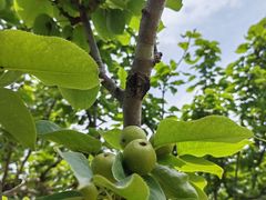 -杭州植物园