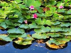 -永定河休闲森林公园
