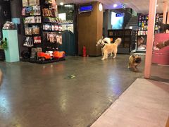 -百好乐宠物友好餐厅(朝外大街店)