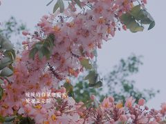 -深圳国际园林花卉博览园