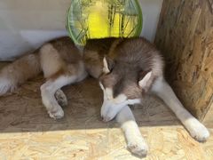 -Husky Go! 哈士奇体验馆·宠物咖啡厅狗咖