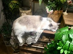 -共舞时光猫咖·狗咖(新街口店)