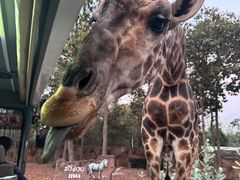 -清迈夜间动物园