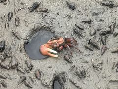 -北海金海湾红树林生态旅游区