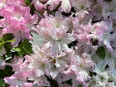 -上海滨江森林公园