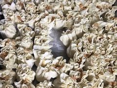-枫泾丁氏烧卖(枫丽路店)