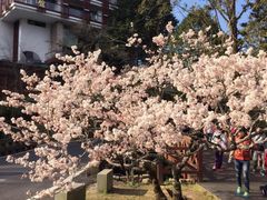 -阿里山神木遗迹
