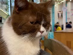 -猫小院猫主题咖啡厅(北锣店)