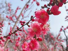 -桃花堤公园
