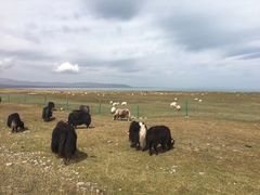 -青海湖国家重点风景名胜区