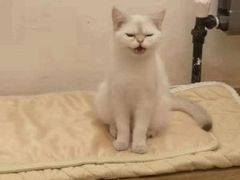 -猫大福·Fortune Cat猫舍(百子湾店)