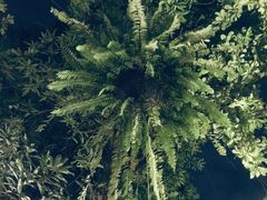 -Fern Forest Cafe