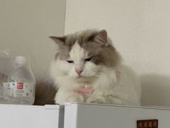 -宠颐生宠物医院·异宠猫科内科·诊疗中心宠巢店