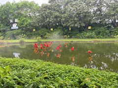 -广州长隆飞鸟乐园