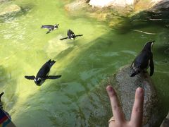-新加坡飞禽公园
