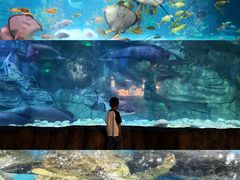 -泉城欧乐堡海洋极地世界