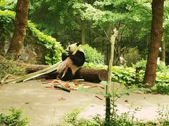-都江堰中华大熊猫苑