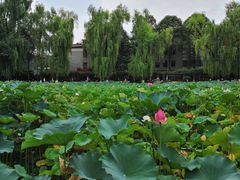 -四川大学(望江校区)