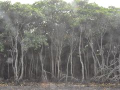 -东寨港红树林旅游区