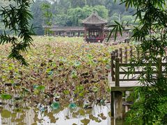 -龙头寺公园
