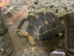 -上海大自然野生昆虫馆