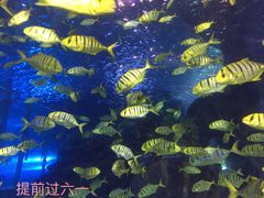 -太平洋海底世界