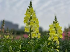 -春花秋色城市公园