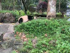-都江堰中华大熊猫苑