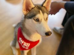 -Husky Go! 哈士奇体验馆·宠物咖啡厅狗咖