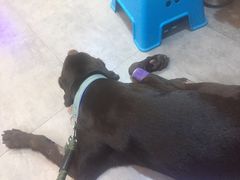 -严国平动物医院(德政总院)