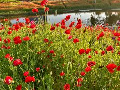 -春花秋色城市公园