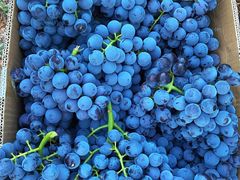 -马陆小张葡萄园农家乐