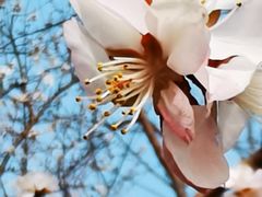 -桃花堤公园