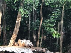 -清迈夜间动物园