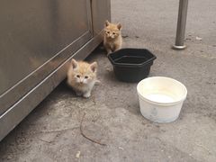 -卜蜂莲花(杨高南路店)