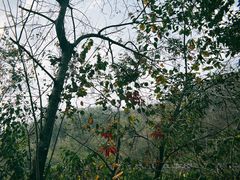 -西双版纳原始森林公园