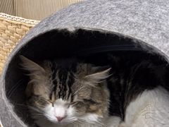 -柴迷FANS CLUB·柴犬狗咖·猫咖