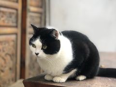 -喵屿·大理花园猫咖