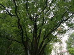 -徐家汇源景区-衡山公园