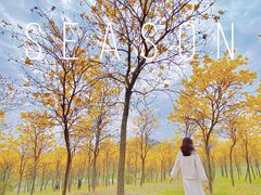 -松山湖梦幻百花洲