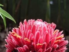 -中国科学院西双版纳热带植物园