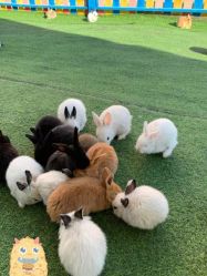 -萌宠亲子动物乐园(槐房万达店)