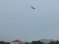 -海驴岛(荣成市)