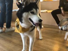 -Husky Go! 哈士奇体验馆·宠物咖啡厅狗咖