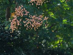 -西湖风景区-江洋畈生态公园