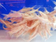 -华声天桥民俗文化园