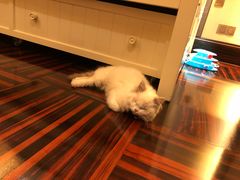 -安安宠医宠物医院·异宠·犬猫内科(岳阳分院)