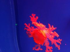 -芜湖新华联大白鲸海洋公园