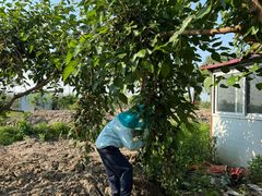 -同銮特种养殖场·龙虾垂钓